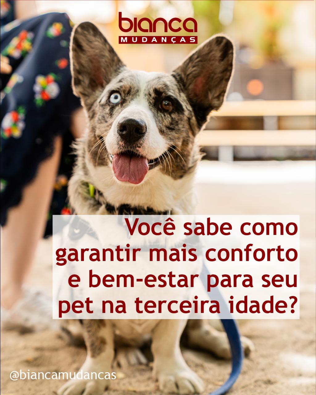 Como Garantir Conforto e Bem-Estar para seu Pet na Terceira Idade