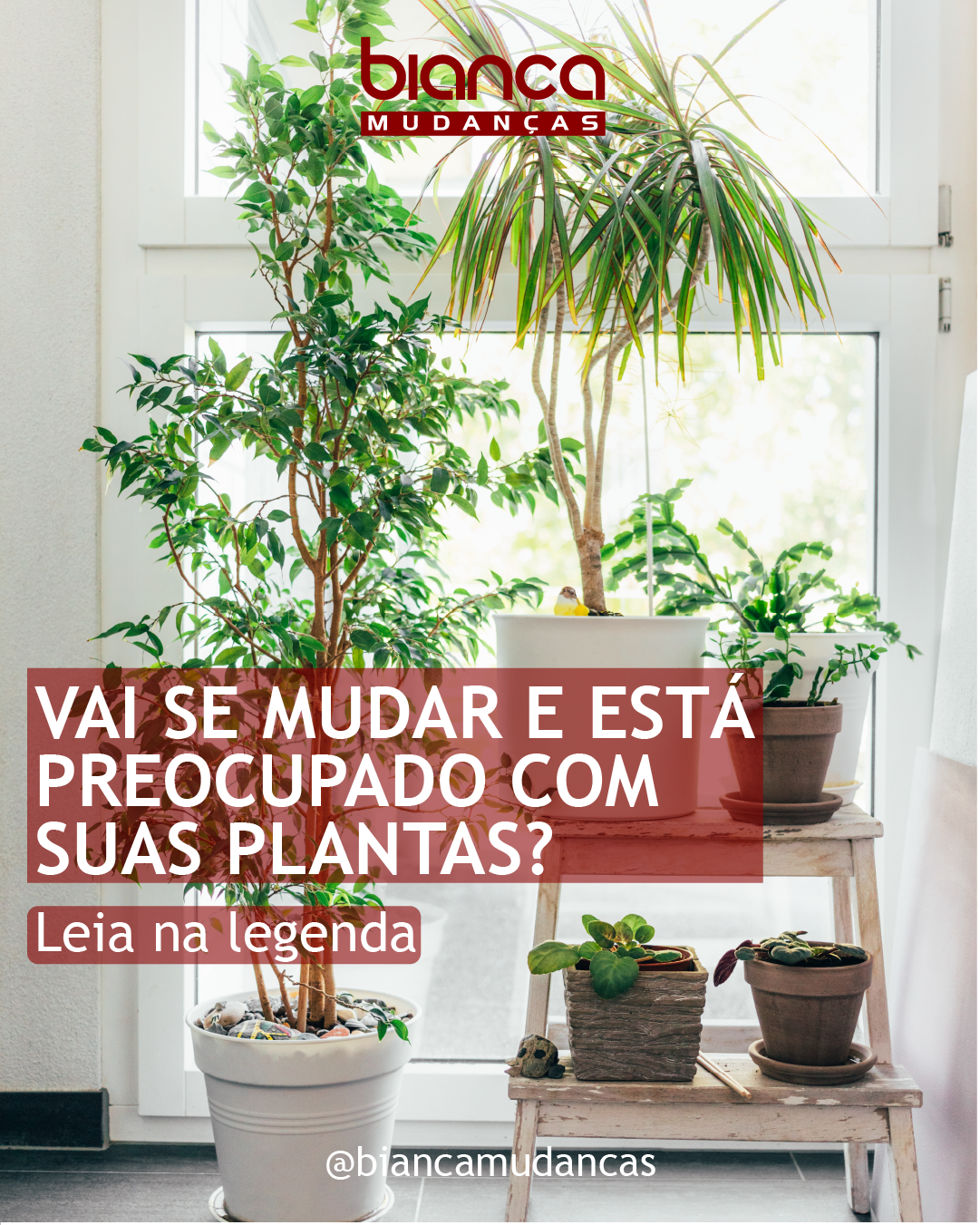 Dicas para Transportar Suas Plantas Durante a Mudança